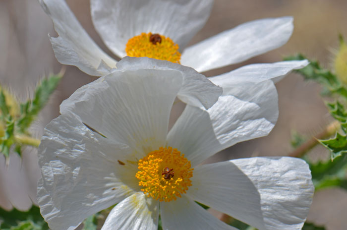 Argemone pleiacantha, Southwestern Pricklypoppy